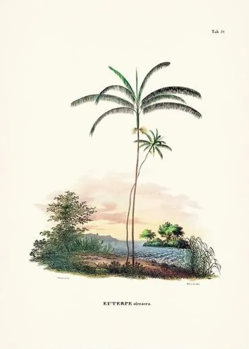 Framed Print : Botanical palm tree illustration from a 19th-century book, showcasing different species in their natural habitat Framed Print : Botanical palm tree illustration from a 19th-century book, showcasing different species in their natural habitat