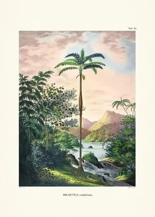 Framed Print : Botanical palm tree illustration from a 19th-century book, showcasing different species in their natural habitat Framed Print : Botanical palm tree illustration from a 19th-century book, showcasing different species in their natural habitat