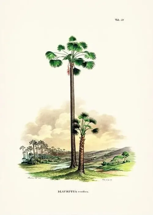Framed Print : Botanical palm tree illustration from a 19th-century book, showcasing different species in their natural habitat Framed Print : Botanical palm tree illustration from a 19th-century book, showcasing different species in their natural habitat