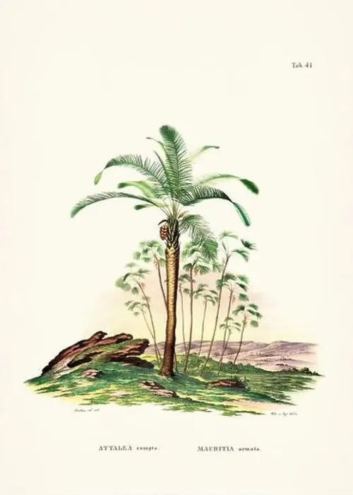 Framed Print : Botanical palm tree illustration from a 19th-century book, showcasing different species in their natural habitat Framed Print : Botanical palm tree illustration from a 19th-century book, showcasing different species in their natural habitat