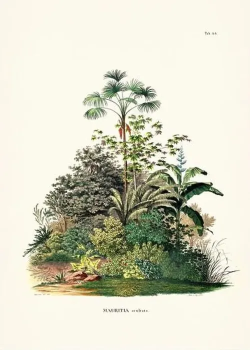 Framed Print : Botanical palm tree illustration from a 19th-century book, showcasing different species in their natural habitat Framed Print : Botanical palm tree illustration from a 19th-century book, showcasing different species in their natural habitat