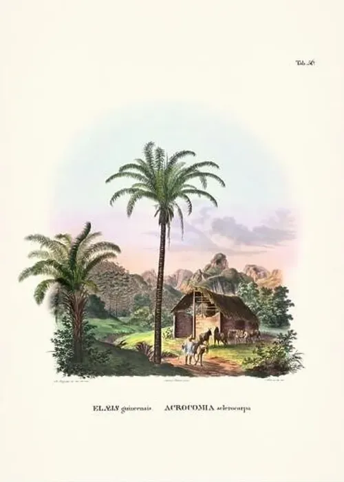 Framed Print : Botanical palm tree illustration from a 19th-century book, showcasing different species in their natural habitat Framed Print : Botanical palm tree illustration from a 19th-century book, showcasing different species in their natural habitat