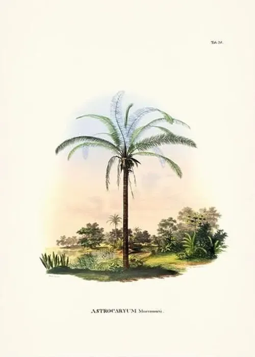 Framed Print : Botanical palm tree illustration from a 19th-century book, showcasing different species in their natural habitat Framed Print : Botanical palm tree illustration from a 19th-century book, showcasing different species in their natural habitat