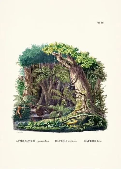Framed Print : Botanical palm tree illustration from a 19th-century book, showcasing different species in their natural habitat Framed Print : Botanical palm tree illustration from a 19th-century book, showcasing different species in their natural habitat