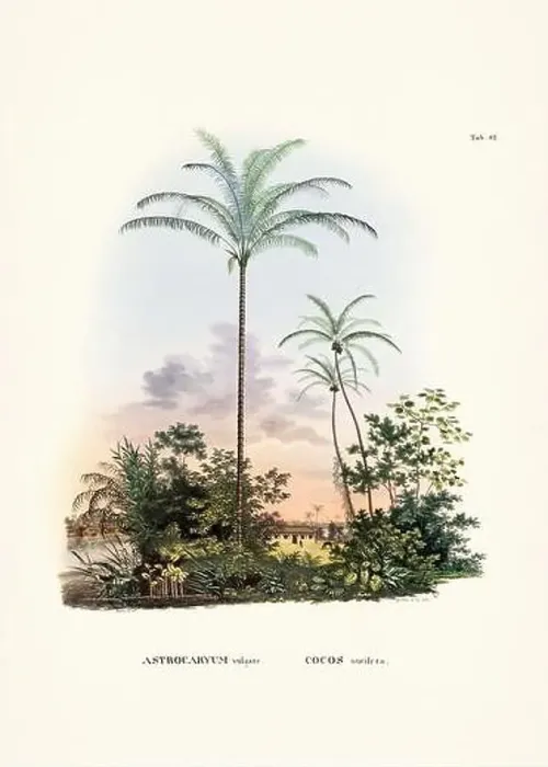 Framed Print : Botanical palm tree illustration from a 19th-century book, showcasing different species in their natural habitat Framed Print : Botanical palm tree illustration from a 19th-century book, showcasing different species in their natural habitat