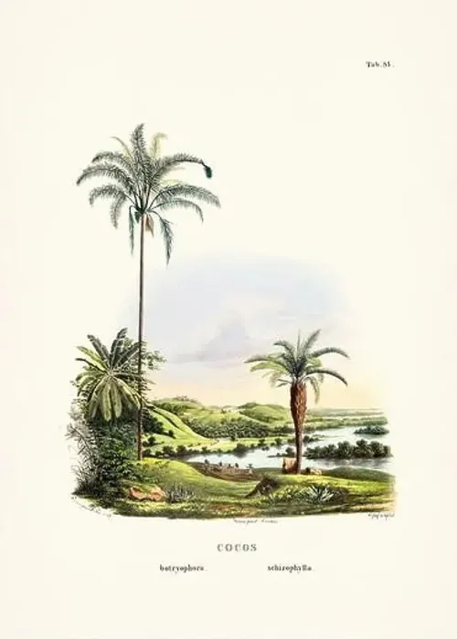 Framed Print : Botanical palm tree illustration from a 19th-century book, showcasing different species in their natural habitat Framed Print : Botanical palm tree illustration from a 19th-century book, showcasing different species in their natural habitat