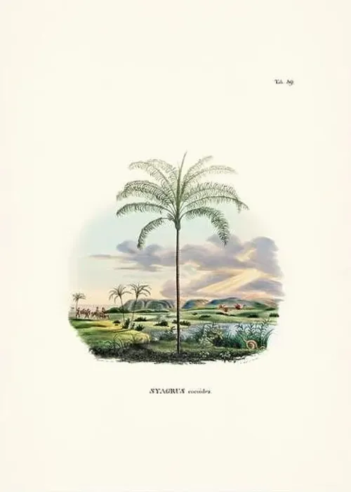 Framed Print : Botanical palm tree illustration from a 19th-century book, showcasing different species in their natural habitat Framed Print : Botanical palm tree illustration from a 19th-century book, showcasing different species in their natural habitat