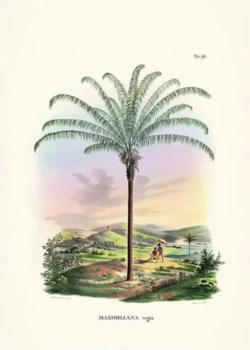 Framed Print : Botanical palm tree illustration from a 19th-century book, showcasing different species in their natural habitat Framed Print : Botanical palm tree illustration from a 19th-century book, showcasing different species in their natural habitat