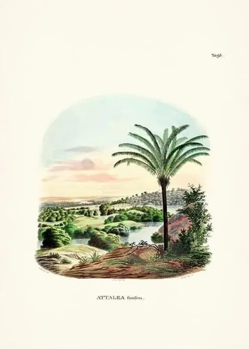 Framed Print : Botanical palm tree illustration from a 19th-century book, showcasing different species in their natural habitat Framed Print : Botanical palm tree illustration from a 19th-century book, showcasing different species in their natural habitat