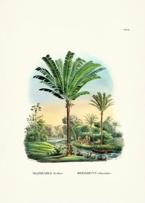 Framed Print : Botanical palm tree illustration from a 19th-century book, showcasing different species in their natural habitat Framed Print : Botanical palm tree illustration from a 19th-century book, showcasing different species in their natural habitat