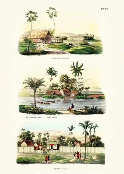 Framed Print : Botanical palm tree illustration from a 19th-century book, showcasing different species in their natural habitat Framed Print : Botanical palm tree illustration from a 19th-century book, showcasing different species in their natural habitat