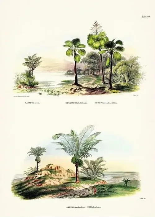 Framed Print : Botanical palm tree illustration from a 19th-century book, showcasing different species in their natural habitat Framed Print : Botanical palm tree illustration from a 19th-century book, showcasing different species in their natural habitat