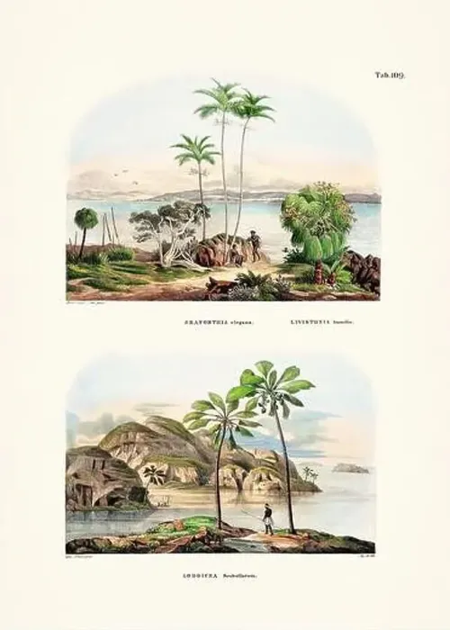 Framed Print : Botanical palm tree illustration from a 19th-century book, showcasing different species in their natural habitat Framed Print : Botanical palm tree illustration from a 19th-century book, showcasing different species in their natural habitat