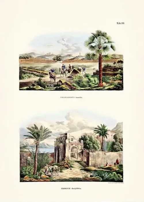 Framed Print : Botanical palm tree illustration from a 19th-century book, showcasing different species in their natural habitat Framed Print : Botanical palm tree illustration from a 19th-century book, showcasing different species in their natural habitat