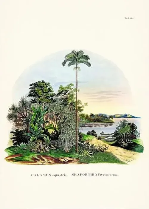 Framed Print : Botanical palm tree illustration from a 19th-century book, showcasing different species in their natural habitat Framed Print : Botanical palm tree illustration from a 19th-century book, showcasing different species in their natural habitat