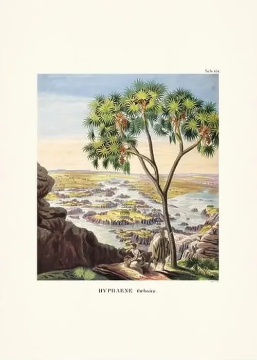 Framed Print : Botanical palm tree illustration from a 19th-century book, showcasing different species in their natural habitat Framed Print : Botanical palm tree illustration from a 19th-century book, showcasing different species in their natural habitat