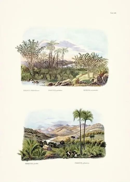Framed Print : Botanical palm tree illustration from a 19th-century book, showcasing different species in their natural habitat Framed Print : Botanical palm tree illustration from a 19th-century book, showcasing different species in their natural habitat