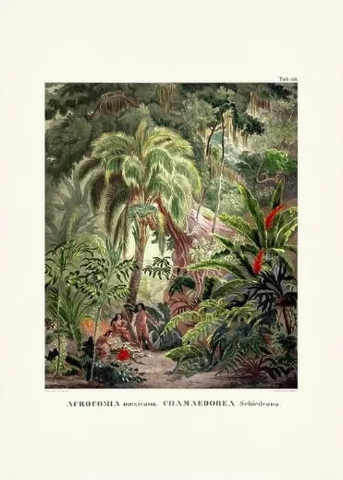 Framed Print : Botanical palm tree illustration from a 19th-century book, showcasing different species in their natural habitat