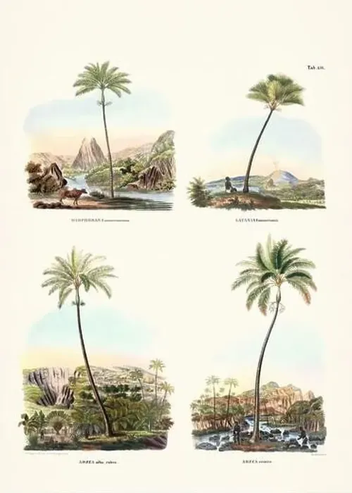 Framed Print : Botanical palm tree illustration from a 19th-century book, showcasing different species in their natural habitat Framed Print : Botanical palm tree illustration from a 19th-century book, showcasing different species in their natural habitat