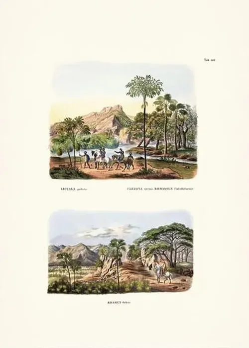 Framed Print : Botanical palm tree illustration from a 19th-century book, showcasing different species in their natural habitat Framed Print : Botanical palm tree illustration from a 19th-century book, showcasing different species in their natural habitat