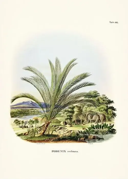 Framed Print : Botanical palm tree illustration from a 19th-century book, showcasing different species in their natural habitat