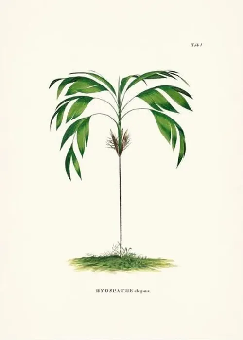 Framed Print : Botanical palm tree illustration from a 19th-century book, showcasing different species in their natural habitat Framed Print : Botanical palm tree illustration from a 19th-century book, showcasing different species in their natural habitat
