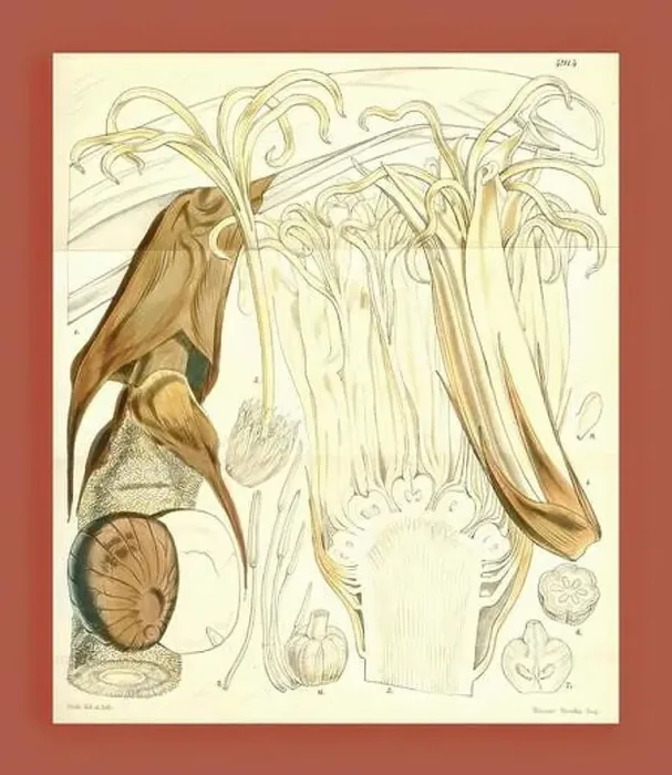 Framed Print : Botanical Print by Walter Hood Fitch 1817 – 1892 Framed Print : Botanical Print by Walter Hood Fitch 1817 – 1892