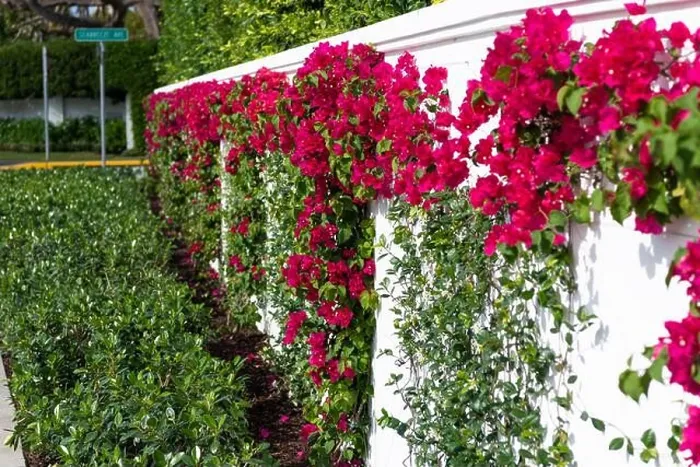 Framed Print : Bougainvillea or paperflower flowering plant growing along fence outdoors Framed Print : Bougainvillea or paperflower flowering plant growing along fence outdoors