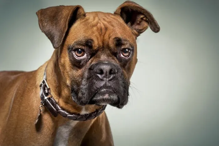 Framed Print : Boxer dog with serious expression in studio Framed Print : Boxer dog with serious expression in studio