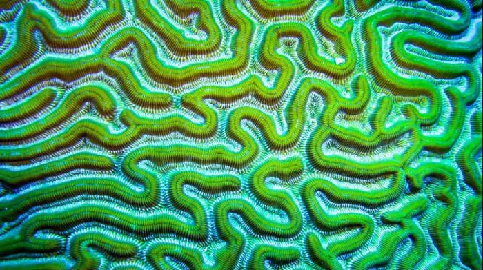 Framed Print : Brain Coral, Coral Reef, Caribbean Sea, Playa Girón, Cuba, América Framed Print : Brain Coral, Coral Reef, Caribbean Sea, Playa Girón, Cuba, América