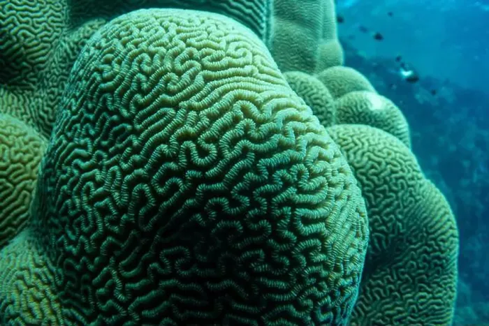 Framed Print : Brain coral in Red Sea near Marsa Alam, Egypt Framed Print : Brain coral in Red Sea near Marsa Alam, Egypt
