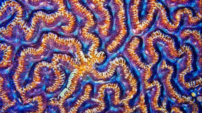 Framed Print : Brain Coral, Stony coral, Reef Building Corals Framed Print : Brain Coral, Stony coral, Reef Building Corals