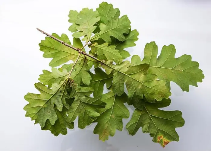 Framed Print : Branch of oak with young green leaves isolated on white background without shadow Framed Print : Branch of oak with young green leaves isolated on white background without shadow