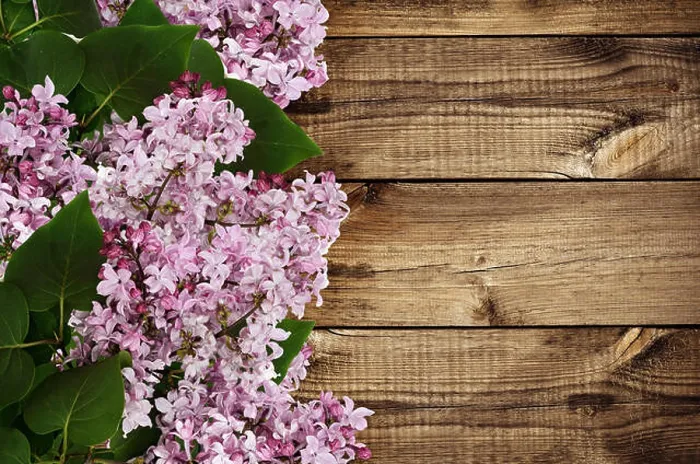 Framed Print : Branches of lilac flowers on wooden background Framed Print : Branches of lilac flowers on wooden background