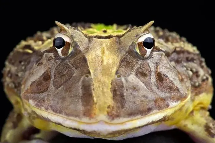 Framed Print : Brazilian horned frog (Ceratophrys aurita) Framed Print : Brazilian horned frog (Ceratophrys aurita)