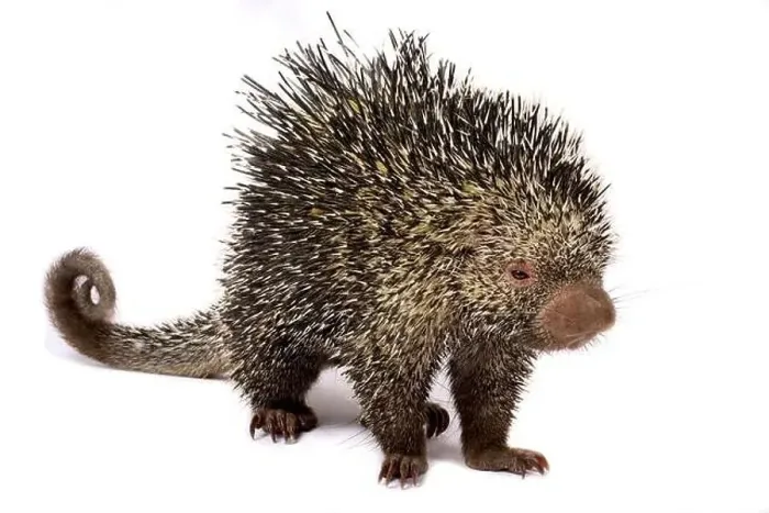 Framed Print : Brazilian porcupine (Coendou prehensilis)