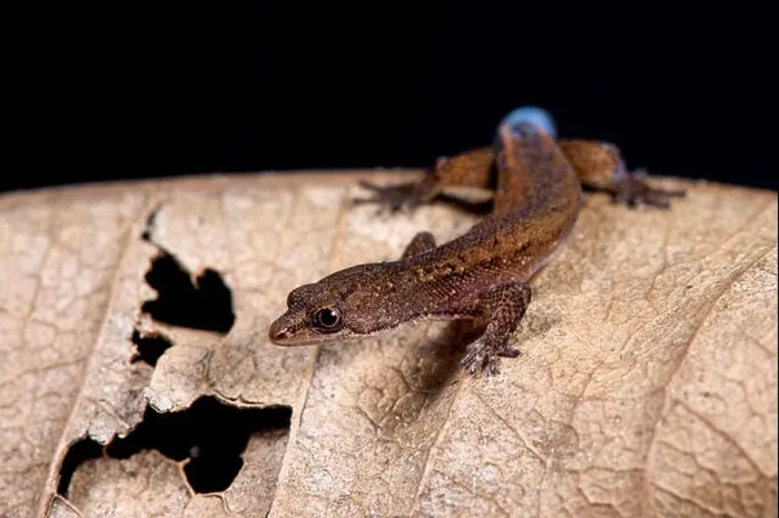 Framed Print : Brazilian pygmy gecko, Chatogekko amazonicus Framed Print : Brazilian pygmy gecko, Chatogekko amazonicus