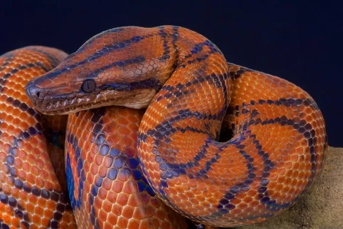 Framed Print : Brazilian rainbow boa / Epicrates cenchria cenchria Framed Print : Brazilian rainbow boa / Epicrates cenchria cenchria