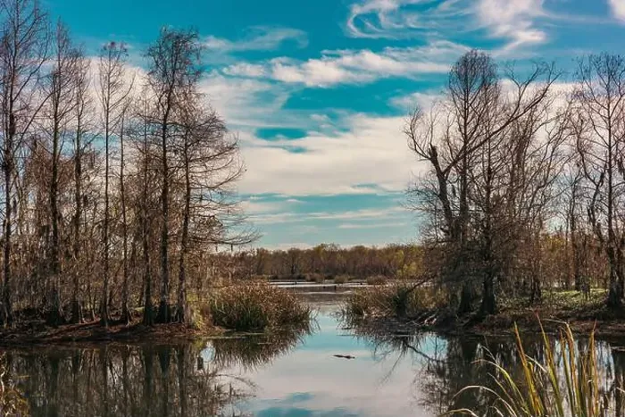 Framed Print : Brazos Bend State Park, Texas, in a beautiful sunny morning Framed Print : Brazos Bend State Park, Texas, in a beautiful sunny morning