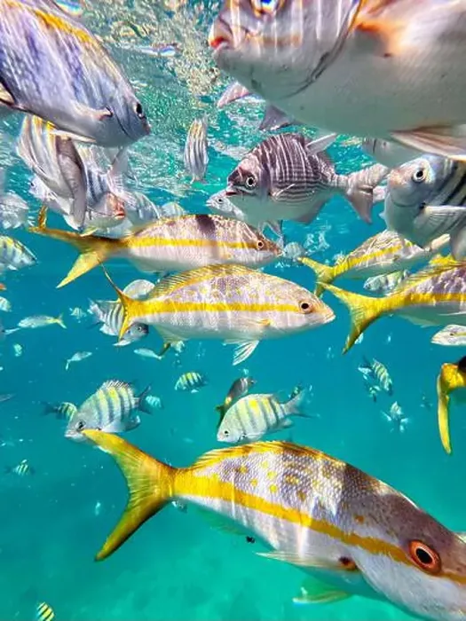 Framed Print : A breathtaking underwater view of colorful fish swimming in the clear waters off the coast of Varadero Framed Print : A breathtaking underwater view of colorful fish swimming in the clear waters off the coast of Varadero