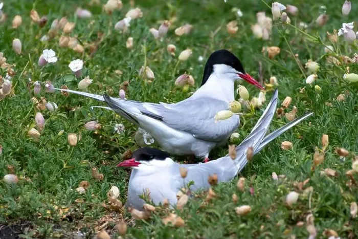 Framed Print : Breeding Couple Of Seabird Species Arctic Tern (Sterna Paradisaea) Framed Print : Breeding Couple Of Seabird Species Arctic Tern (Sterna Paradisaea)