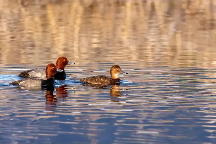 Framed Print : Breeding pairs of redhead ducks at Ninepipe National Wildlife Refuge in the Mission Valley, Montana, USA Framed Print : Breeding pairs of redhead ducks at Ninepipe National Wildlife Refuge in the Mission Valley, Montana, USA