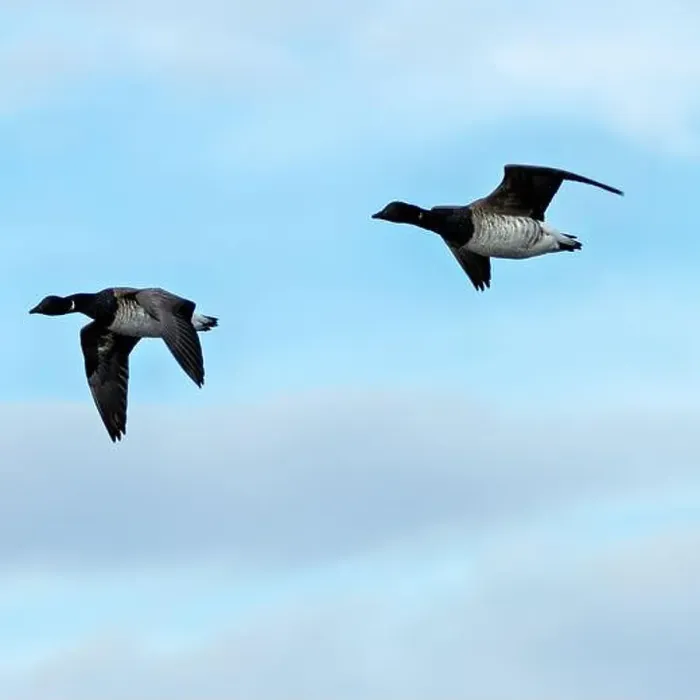 Framed Print : Brent Geese in flight over Bull Island Framed Print : Brent Geese in flight over Bull Island