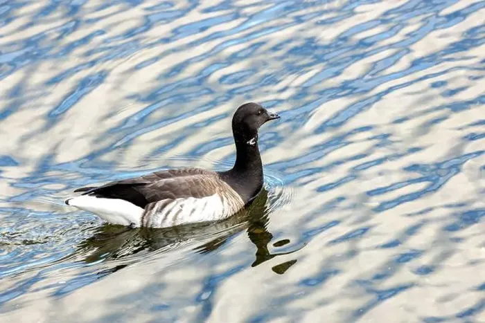 Framed Print : A Brent Goose grazes on the shoreline Framed Print : A Brent Goose grazes on the shoreline