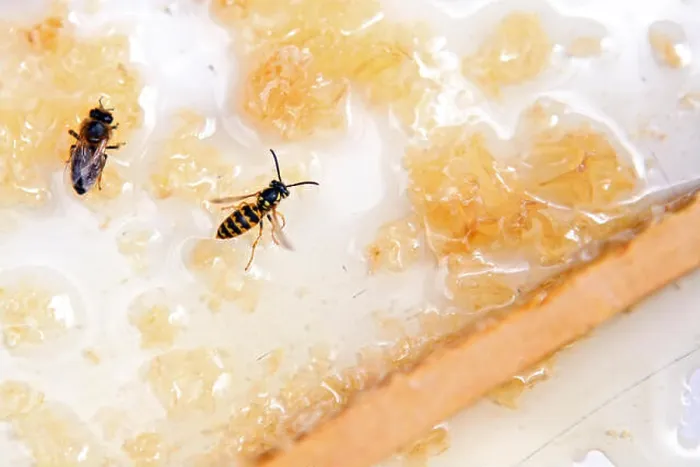 Framed Print : Briescht, Germany, honeybee and wasp sitting on a honeycomb Framed Print : Briescht, Germany, honeybee and wasp sitting on a honeycomb