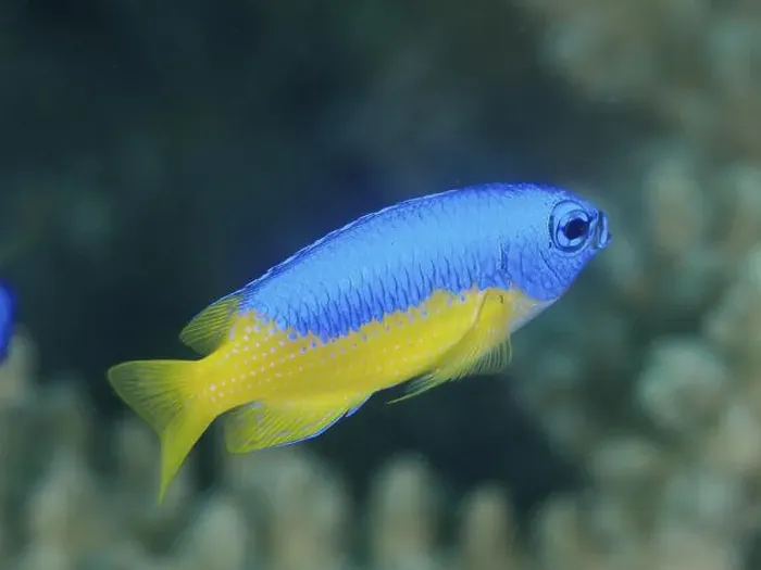 Framed Print : A bright blue and yellow fish, Neon Demoiselle (Pomacentrus coelestis) Framed Print : A bright blue and yellow fish, Neon Demoiselle (Pomacentrus coelestis)