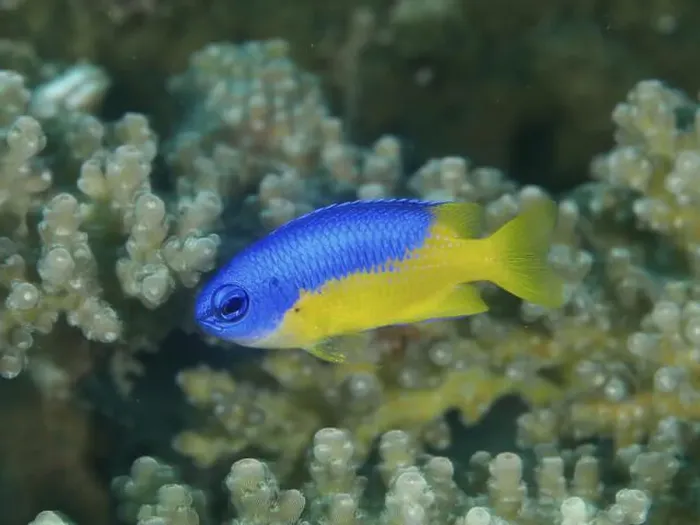 Framed Print : A bright blue-yellow fish, Neon Demoiselle (Pomacentrus coelestis) Framed Print : A bright blue-yellow fish, Neon Demoiselle (Pomacentrus coelestis)