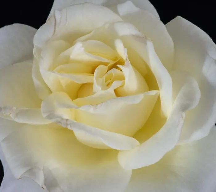 Framed Print : Bright coloful fine art still life floral macro flower image of the inner of a single isolated white yellow rose Framed Print : Bright coloful fine art still life floral macro flower image of the inner of a single isolated white yellow rose