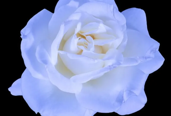 Framed Print : Bright coloful fine art still life floral macro flower image of a single isolated bright blue white yellow rose Framed Print : Bright coloful fine art still life floral macro flower image of a single isolated bright blue white yellow rose