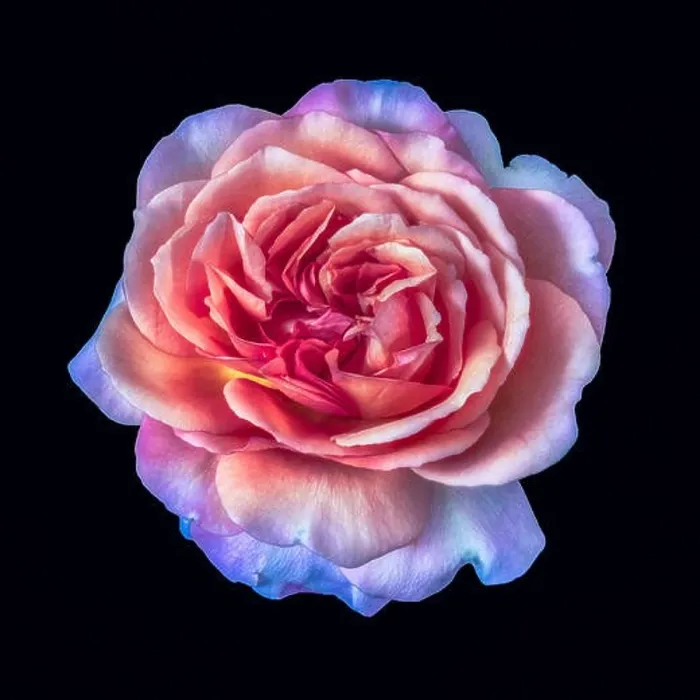 Framed Print : Bright coloful fine art still life floral macro flower image of a single isolated orange pink violet rose blossom Framed Print : Bright coloful fine art still life floral macro flower image of a single isolated orange pink violet rose blossom